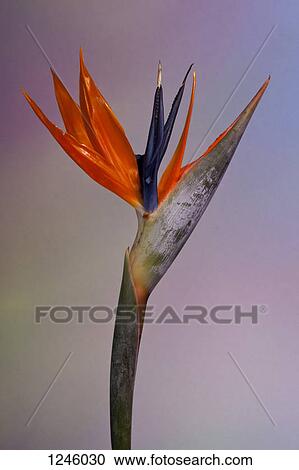 A Bird of Paradise flower against a pastel background View Large Photo Image Stock Image - A Bird of Paradise flower against a pastel background. Fotosearch