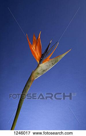 Stock Photo - A Bird of Paradise flower against a vibrant blue background. Fotosearch