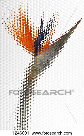 A Bird of Paradise flower seen behind beveled glass with hexagon pattern View Large Photo Image Stock Image - A Bird of Paradise flower seen behind beveled glass with hexagon pattern. Fotosearch