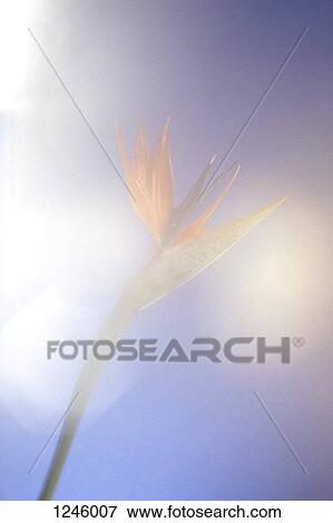 A Bird of Paradise flower viewed in soft focus View Large Photo Image Stock Photo - A Bird of Paradise flower viewed in soft focus. Fotosearch