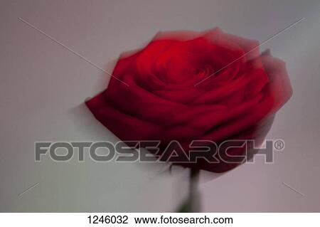 A blooming red rose defocused against a pastel background View Large Photo Image Stock Image - A blooming red rose defocused against a pastel background. Fotosearch
