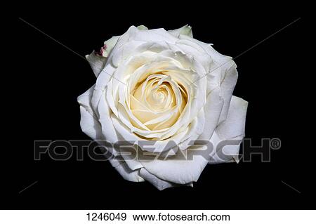 A blooming white rose head on a black background View Large Photo Image Stock Photo - A blooming white rose head on a black background. Fotosearch