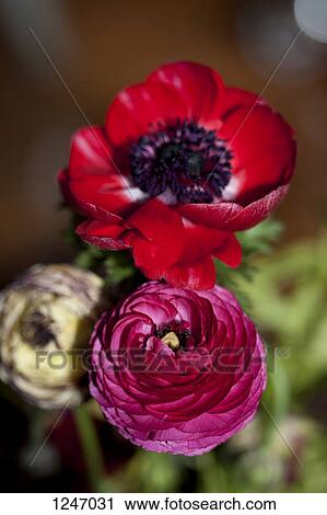 A bouquet of various Ranunculus flowers and a red Anemone flower View Large Photo Image Stock Image - A bouquet of various Ranunculus flowers and a red Anemone flower. Fotosearch