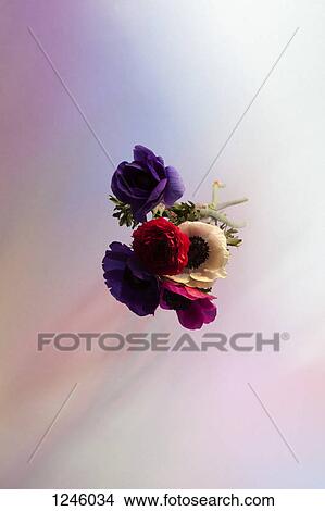 Picture - A bouquet of vibrantly hued oriental poppies in mid-air. Fotosearch