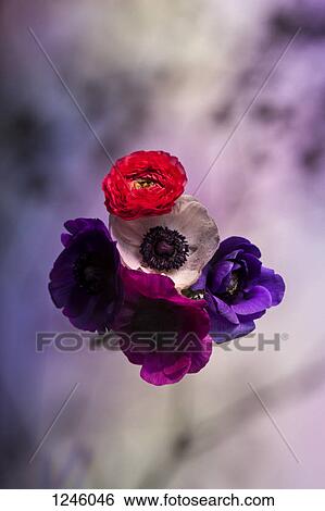 A bouquet of vibrantly hued oriental poppies against a pastel background View Large Photo Image Stock Photograph - A bouquet of vibrantly hued oriental poppies against a pastel background. Fotosearch