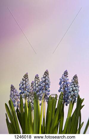 Stock Photo - A bunch of Bluebell flowers against a pastel background. Fotosearch