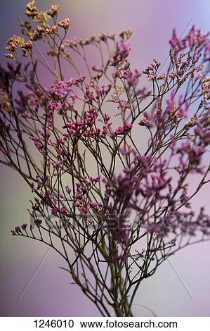 A bunch of pink Statice (Limonium) against a pastel background View Large Photo Image Stock Image - A bunch of pink Statice (Limonium) against a pastel background. Fotosearch