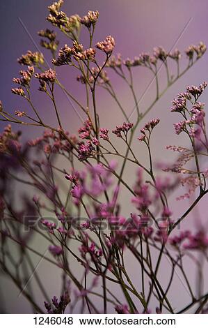 A bunch of pink Statice (Limonium) against a pastel background View Large Photo Image Stock Photo - A bunch of pink Statice (Limonium) against a pastel background. Fotosearch