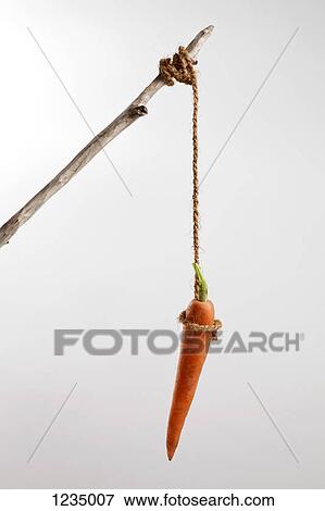 Stock Photo - A carrot hanging on a string. Fotosearch