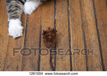 A cat's arms reaching out to play with a toy mouse View Large Photo Image Picture - A cat's arms reaching out to play with a toy mouse. Fotosearch