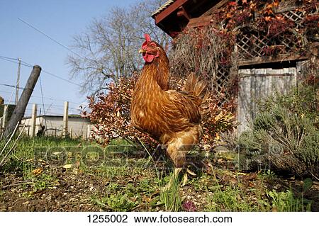 A chicken in a yard View Large Photo Image Stock Image - A chicken in a yard. Fotosearch