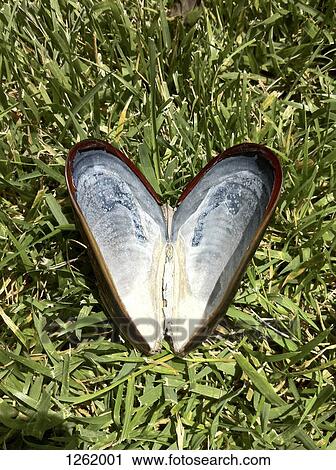 A clean empty mussel shell opened and arranged to look like a heart View Large Photo Image Stock Image - A clean empty mussel shell opened and arranged to look like a heart. Fotosearch