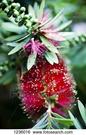 Stock Photograph - A Crimson Bottlebrush shrub (Callistemon citrinus). Fotosearch