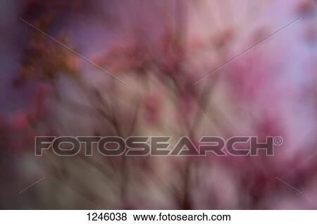 Stock Photo - A defocused bunch of pink Statice (Limonium) against a pastel background. Fotosearch