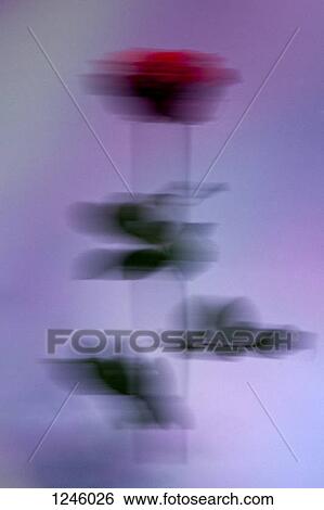 A defocused image of a rose in mid-air against a pastel background View Large Photo Image Stock Photograph - A defocused image of a rose in mid-air against a pastel background. Fotosearch