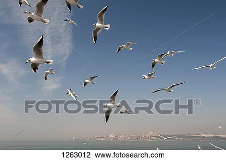 Stock Image - A flock of seagulls flying above the sea, Istanbul, Turkey in background. Fotosearch
