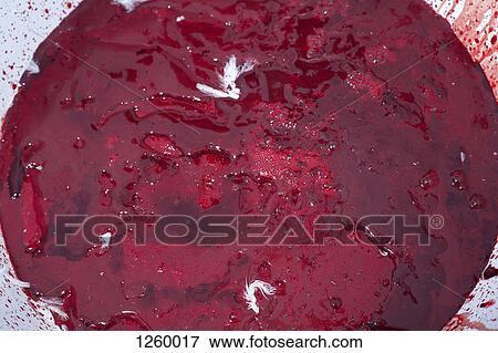 A heap of goose blood with some feathers stuck in it, close-up View Large Photo Image Stock Photo - A heap of goose blood with some feathers stuck in it, close-up. Fotosearch