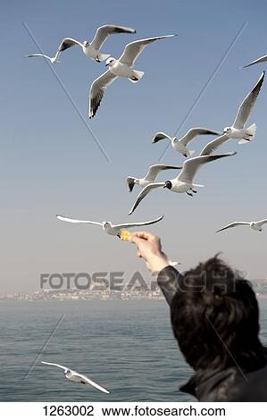 A man feeding seagulls, rear view, Istanbul, Turkey in background View Large Photo Image Stock Image - A man feeding seagulls, rear view, Istanbul, Turkey in background. Fotosearch