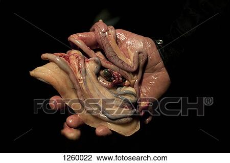A man holding the innards of a dead goose, close-up of hand View Large Photo Image Stock Image - A man holding the innards of a dead goose, close-up of hand. Fotosearch