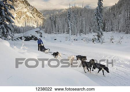 A man on a sled pulled by dogs through a snowy landscape View Large Photo Image Stock Image - A man on a sled pulled by dogs through a snowy landscape. Fotosearch