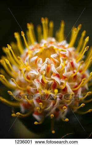 A Pincushion Protea 'Veld Fire' (Leucospermum) flower, close-up View Large Photo Image Stock Image - A Pincushion Protea 'Veld Fire' (Leucospermum) flower, close-up. Fotosearch