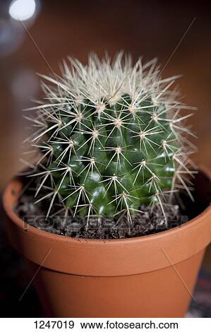 A potted cactus, close-up View Large Photo Image Stock Photo - A potted cactus, close-up. Fotosearch