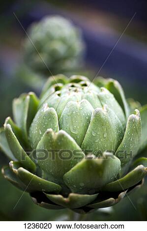 Stock Image - A raw artichoke with drops of water on it, close-up. Fotosearch