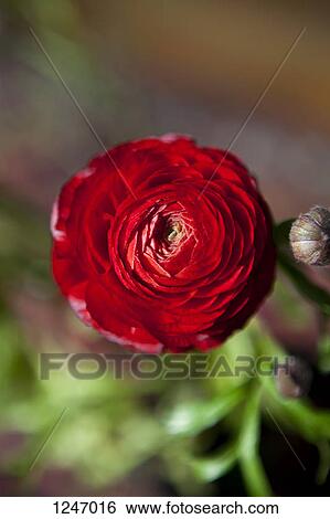 A red Ranunculus, close-up View Large Photo Image Stock Photograph - A red Ranunculus, close-up. Fotosearch