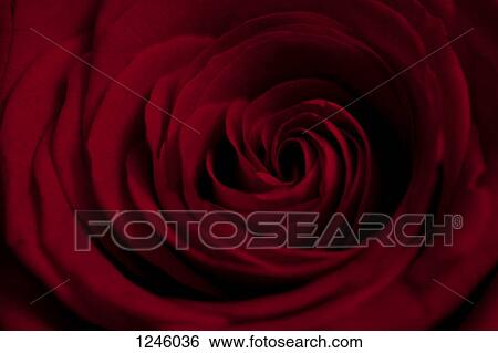 A red rose extremely close-up, full frame View Large Photo Image Stock Photograph - A red rose extremely close-up, full frame. Fotosearch