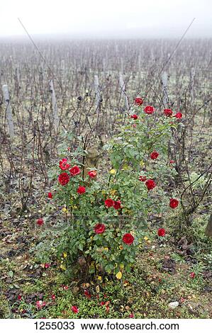 A red rosebush in a field View Large Photo Image Stock Image - A red rosebush in a field. Fotosearch