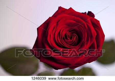 A rose in bloom against a pastel background View Large Photo Image Stock Photo - A rose in bloom against a pastel background. Fotosearch