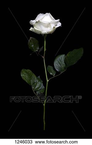 A rose in mid-air against a black background View Large Photo Image Stock Image - A rose in mid-air against a black background. Fotosearch