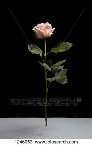 A rose in mid-air against a black background View Large Photo Image Stock Image - A rose in mid-air against a black background. Fotosearch