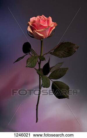 A rose in mid-air against a pastel background View Large Photo Image Stock Image - A rose in mid-air against a pastel background. Fotosearch