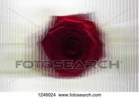Picture - A rose seen behind beveled glass with striped pattern. Fotosearch