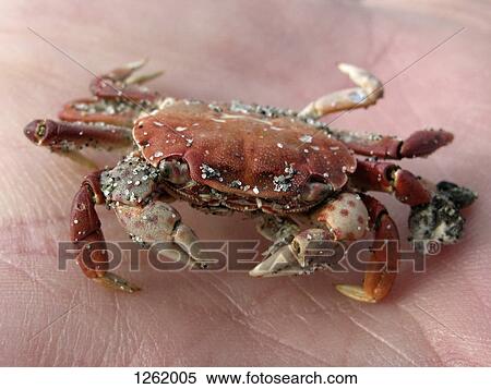 A sandy crab on a human palm, close-up focus on crab View Large Photo Image Stock Photography - A sandy crab on a human palm, close-up focus on crab. Fotosearch