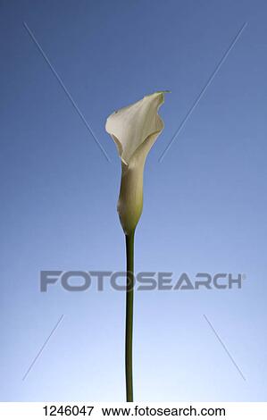 Stock Photo - A single Calla Lily (Zantedeschia aethiopica) against a bright blue background. Fotosearch