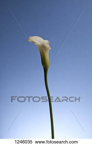 A single Calla Lily (Zantedeschia aethiopica) against a bright blue background View Large Photo Image Stock Photography - A single Calla Lily (Zantedeschia aethiopica) against a bright blue background. Fotosearch