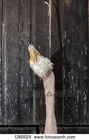 A single dead goose hanging from a string against a rustic wooden wall View Large Photo Image Stock Photography - A single dead goose hanging from a string against a rustic wooden wall. Fotosearch