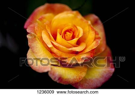 A single yellow rose with red tipped petals, close-up View Large Photo Image Stock Photo - A single yellow rose with red tipped petals, close-up. Fotosearch