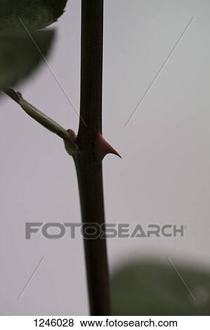 A thorn on a rose stem, extreme close up View Large Photo Image Stock Photo - A thorn on a rose stem, extreme close up. Fotosearch