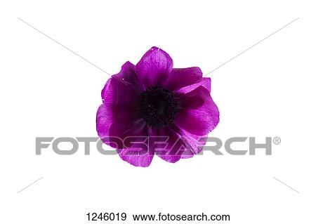 A vibrant purple oriental poppy on a white background View Large Photo Image Stock Photo - A vibrant purple oriental poppy on a white background. Fotosearch