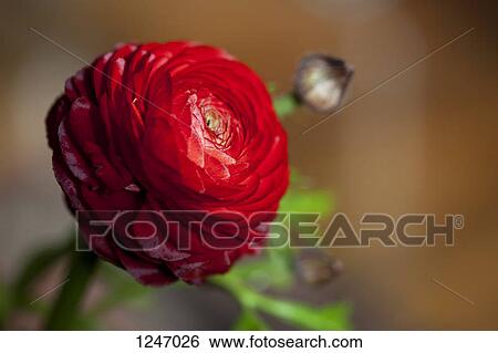 A vibrant red Ranunculus flower, close-up View Large Photo Image Stock Photograph - A vibrant red Ranunculus flower, close-up. Fotosearch