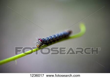 Stock Photo - A vibrantly patterned caterpillar on a green stem, extreme close up. Fotosearch