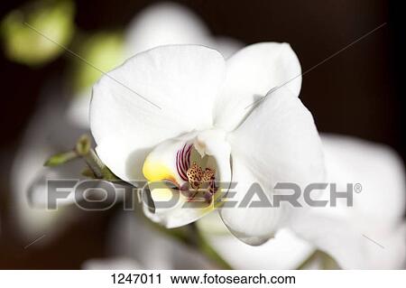 Stock Image - A white Moth Orchid, close-up. Fotosearch