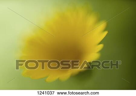 Stock Photo - A yellow daisy against a green background, defocused. Fotosearch