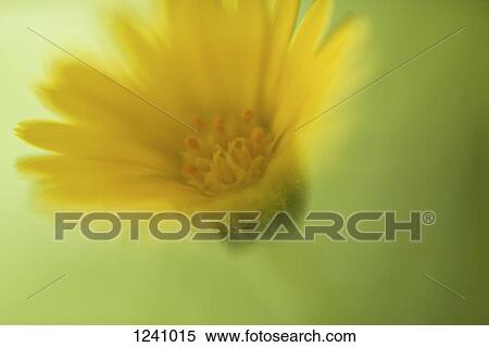 A yellow daisy against a green background, defocused View Large Photo Image Stock Photography - A yellow daisy against a green background, defocused. Fotosearch