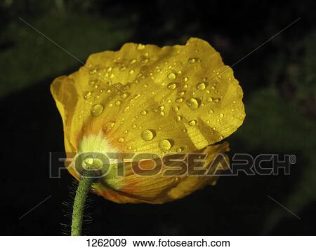 A yellow poppy close-up against a black background View Large Photo Image Stock Photo - A yellow poppy close-up against a black background. Fotosearch