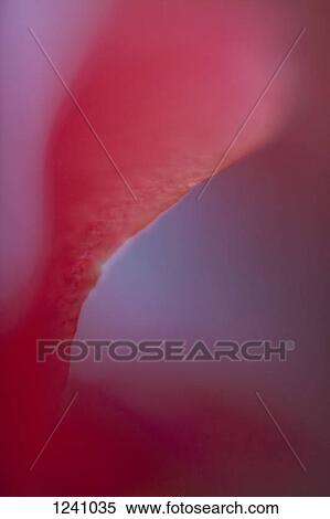 Abstract dreamy macro of a red flower petal View Large Photo Image Stock Photography - Abstract dreamy macro of a red flower petal. Fotosearch