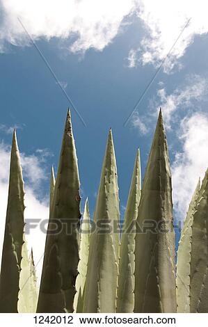 Stock Image - Agave plant. Fotosearch